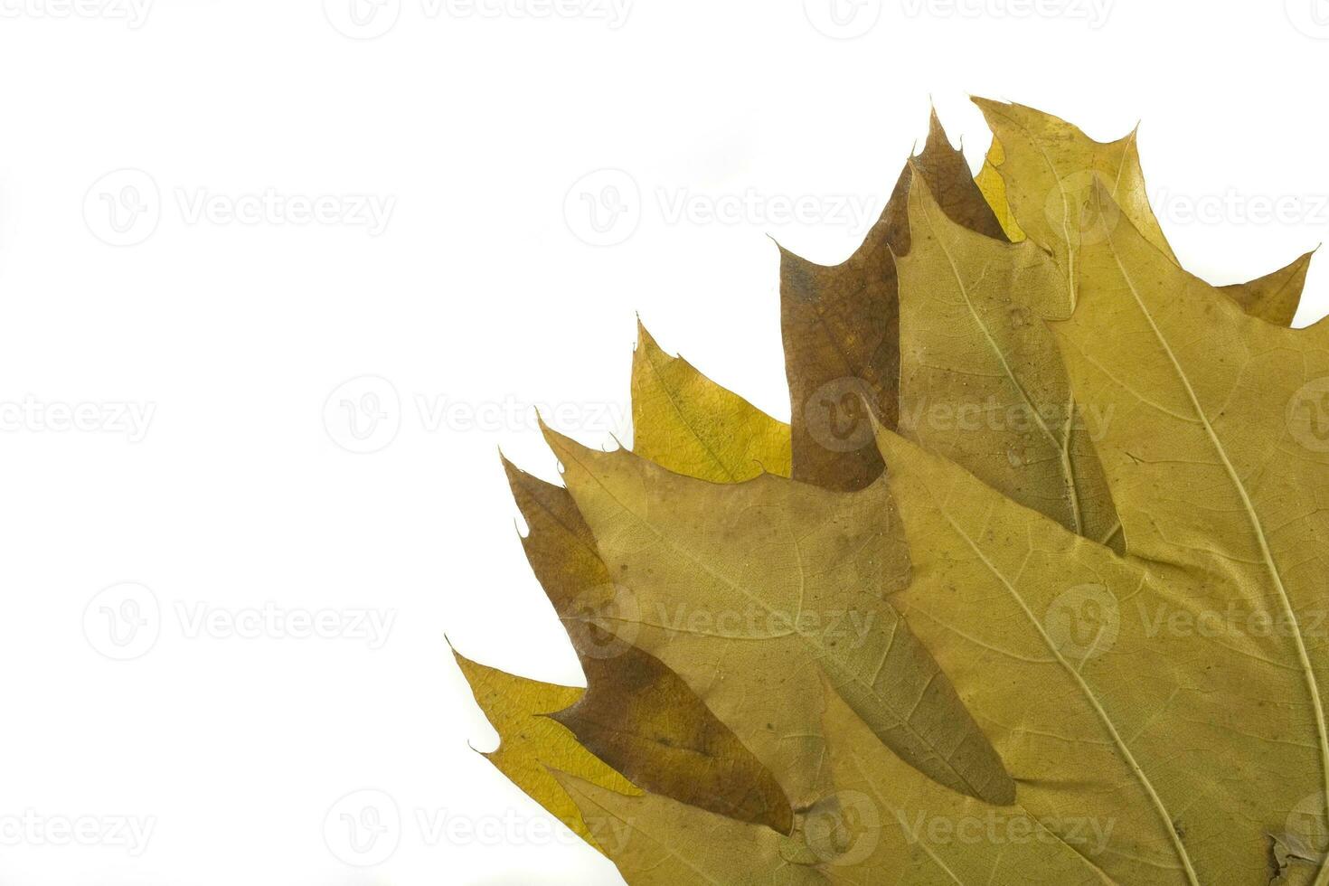 foglia d'autunno su sfondo bianco foto