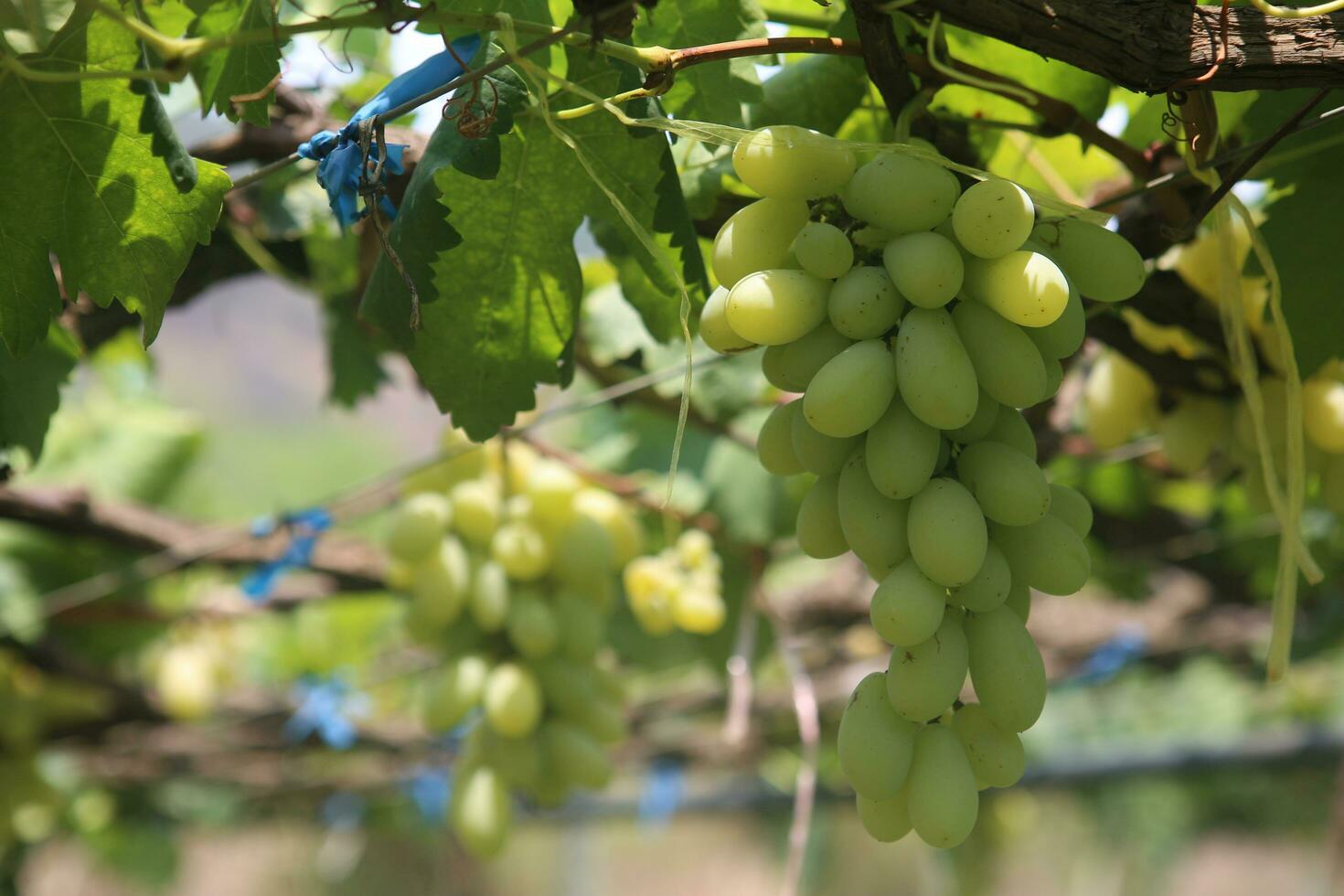 verde uva con verde le foglie sfondo su il vite. fresco frutta foto