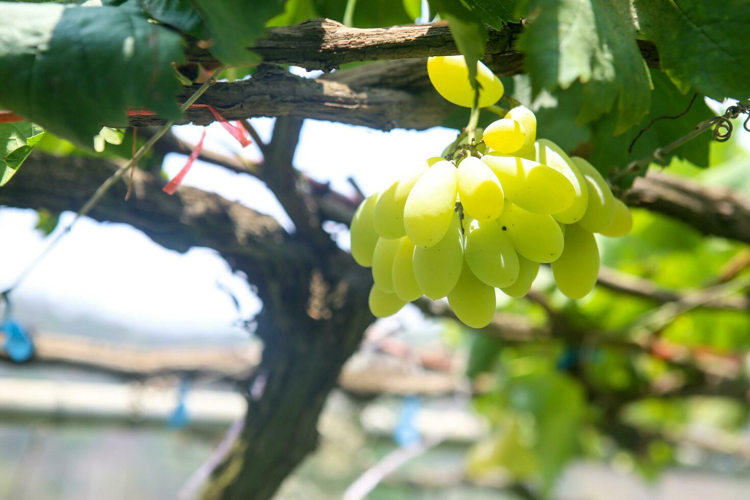 verde uva con verde le foglie sfondo su il vite. fresco frutta foto