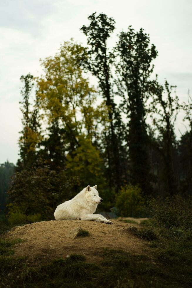 ritratto di artico lupo nel autunno foto