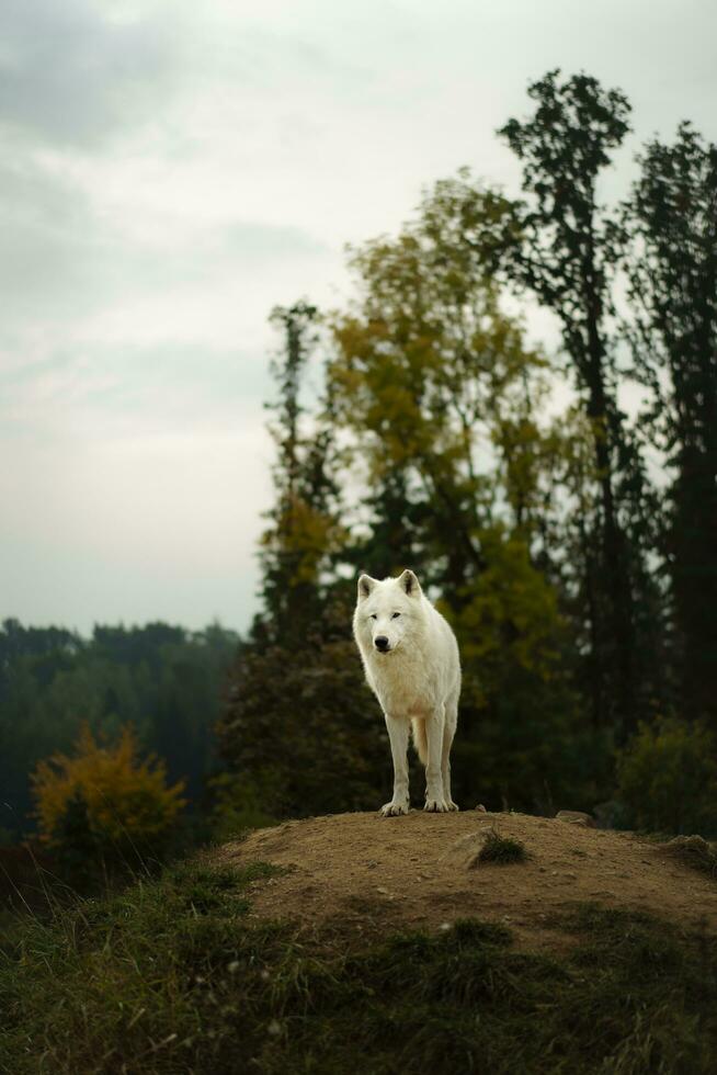 ritratto di artico lupo nel autunno foto