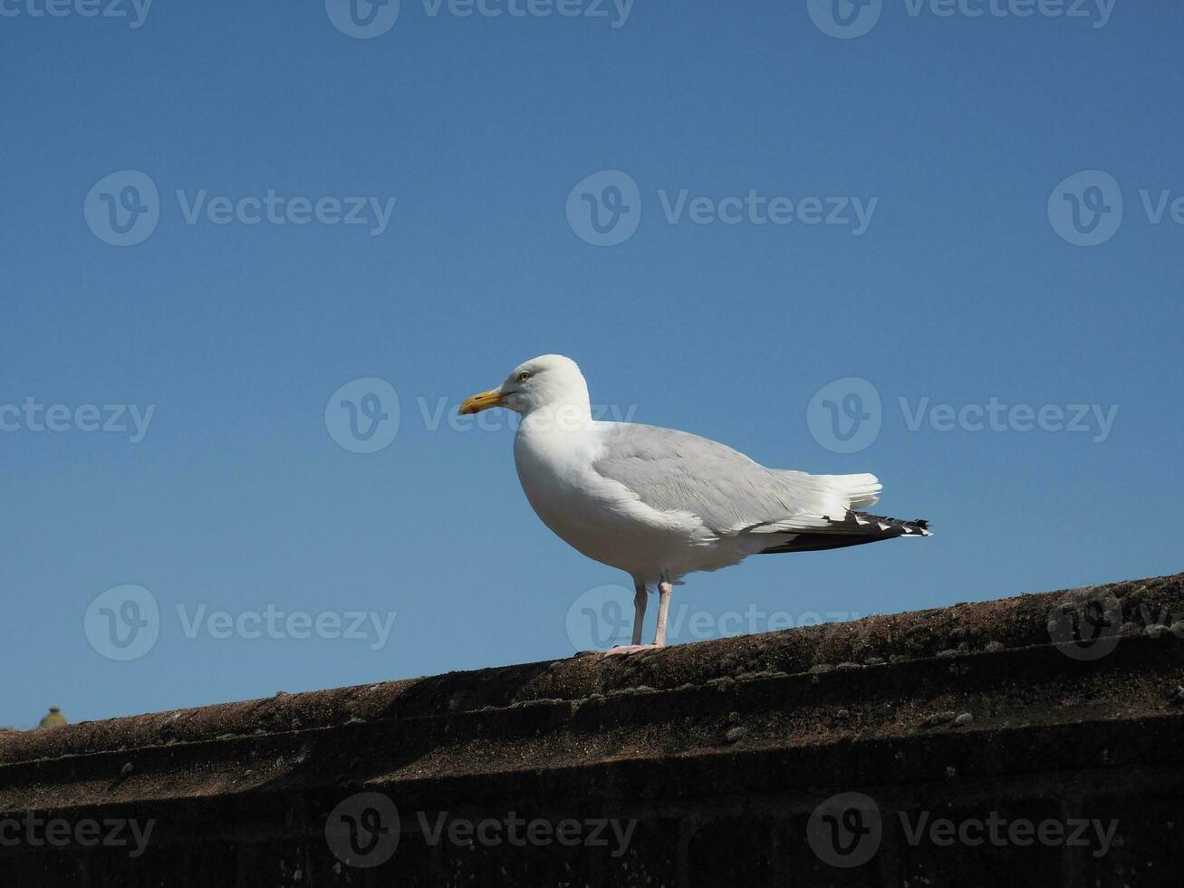 gabbiano uccello animale foto