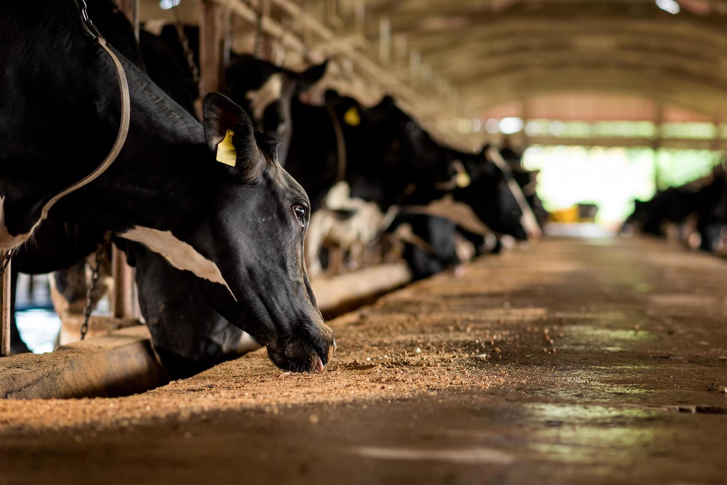 mucche da latte in una fattoria foto