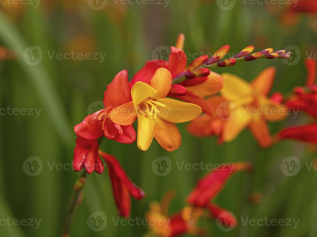 primo piano di fiori colorati di crocosmia arancioni e gialli foto