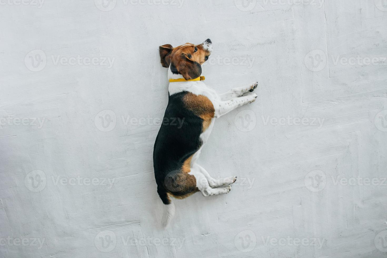 cane beagle con un collare giallo che dorme su un pavimento di legno bianco foto