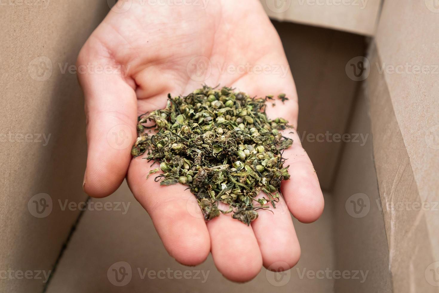 raccolta di semi di marijuana medicinale, mano con semi di canapa. foto