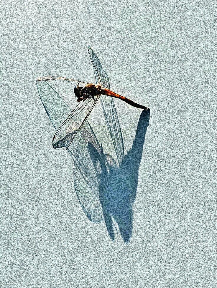 un' libellula con lungo Ali e un' lungo coda foto