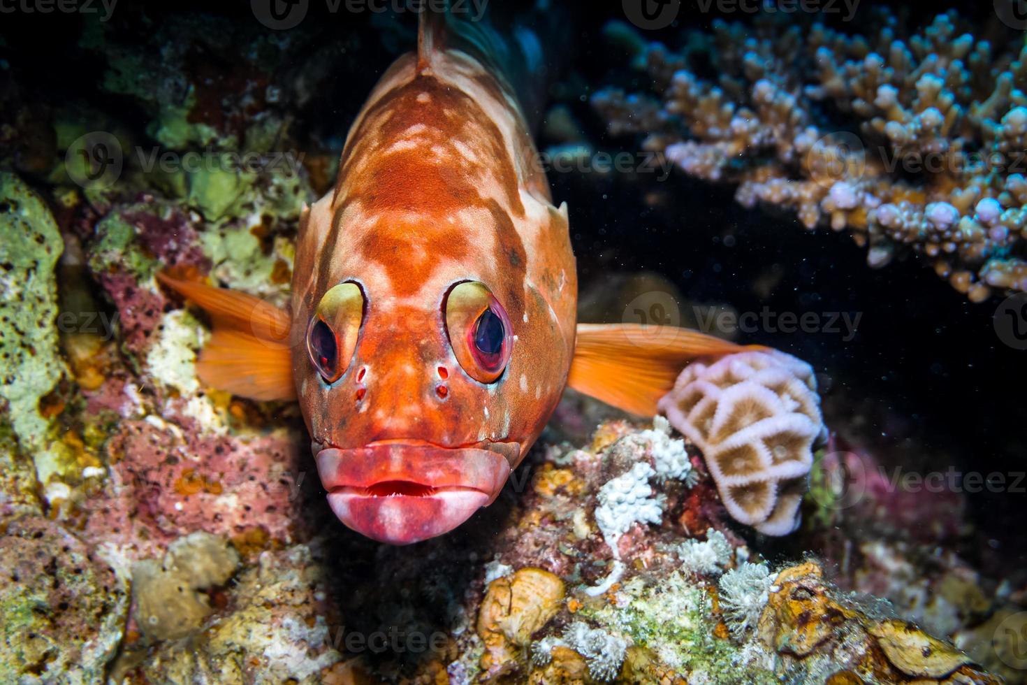 i pesci nuotano nel mar rosso, pesci colorati, eilat israele foto