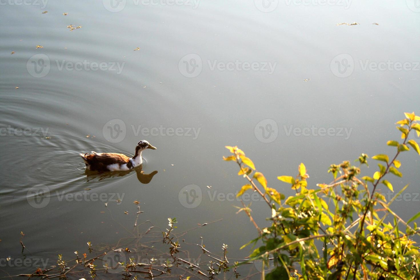 anatra planante nello stagno foto