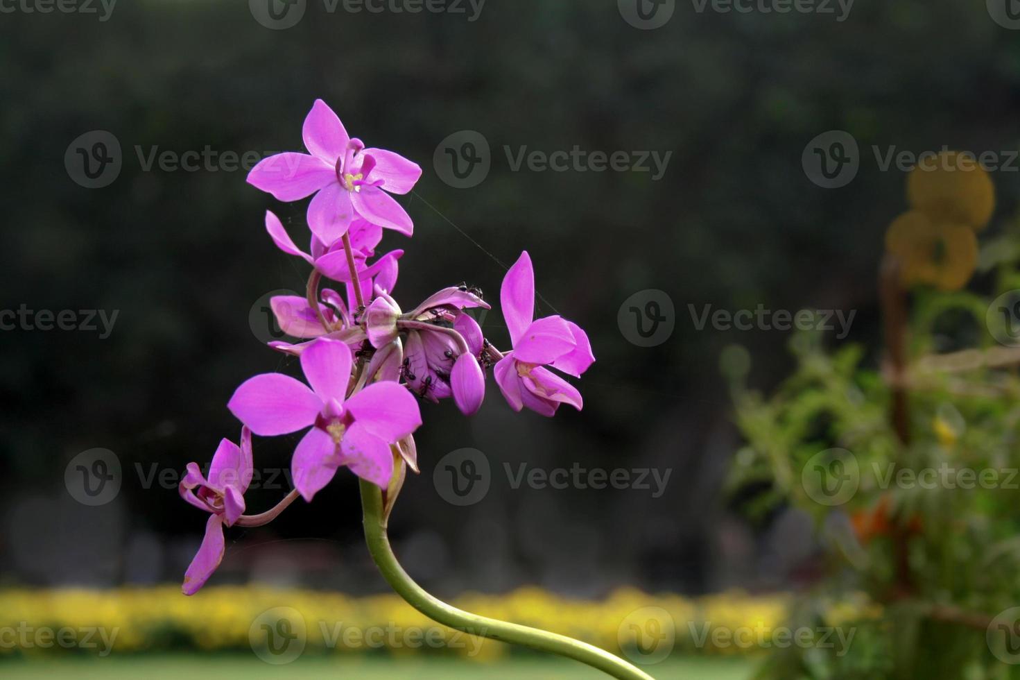 mazzo di fiori rosa foto