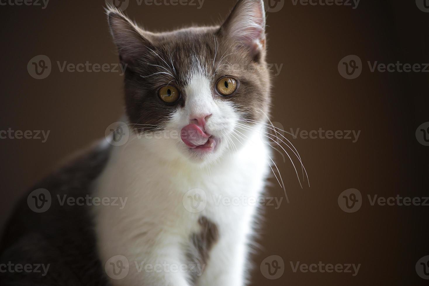 simpatico gattino britannico a pelo corto isolato su sfondo grigio marrone foto