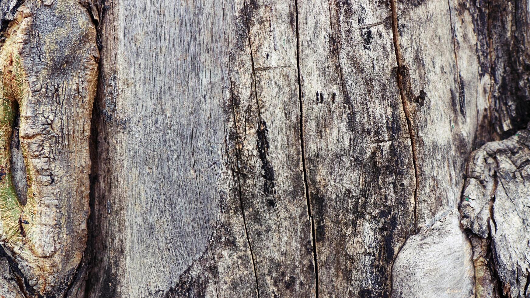 sfondo ruvido struttura dell'albero naturale, sfondo della superficie naturale foto