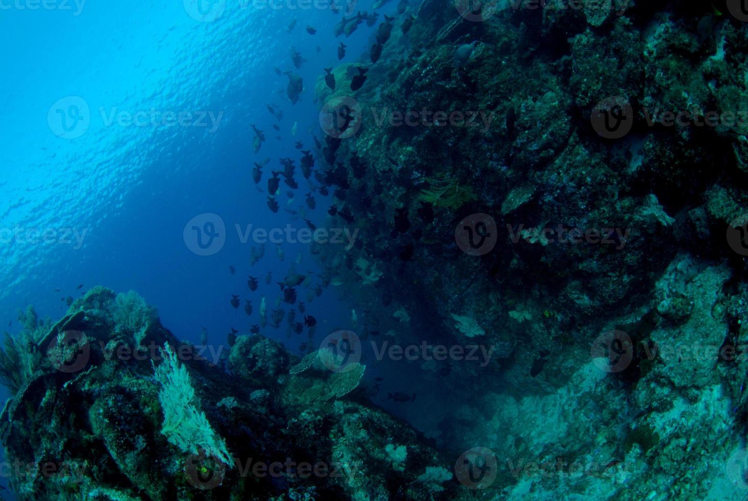 incredibili barriere coralline foto