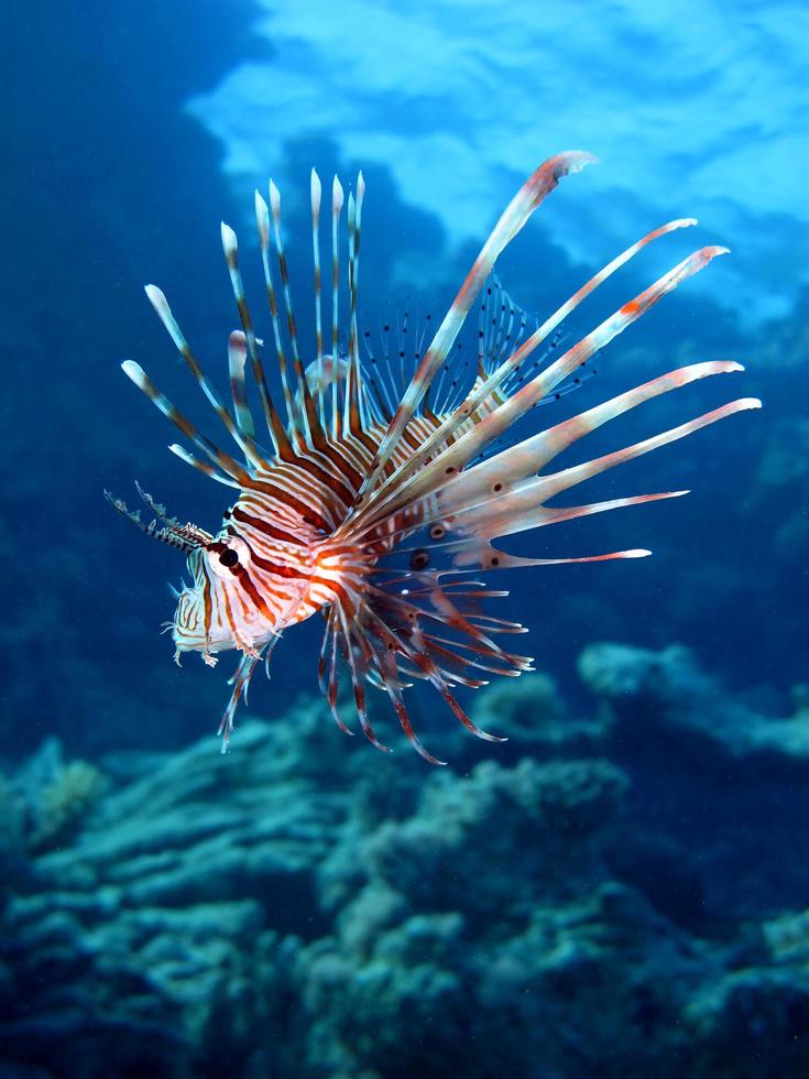 pesce leone nel mar rosso foto