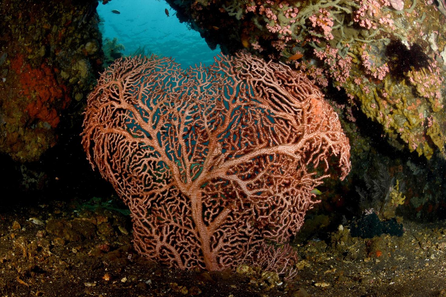 incredibile corallo duro nel mare di bali foto