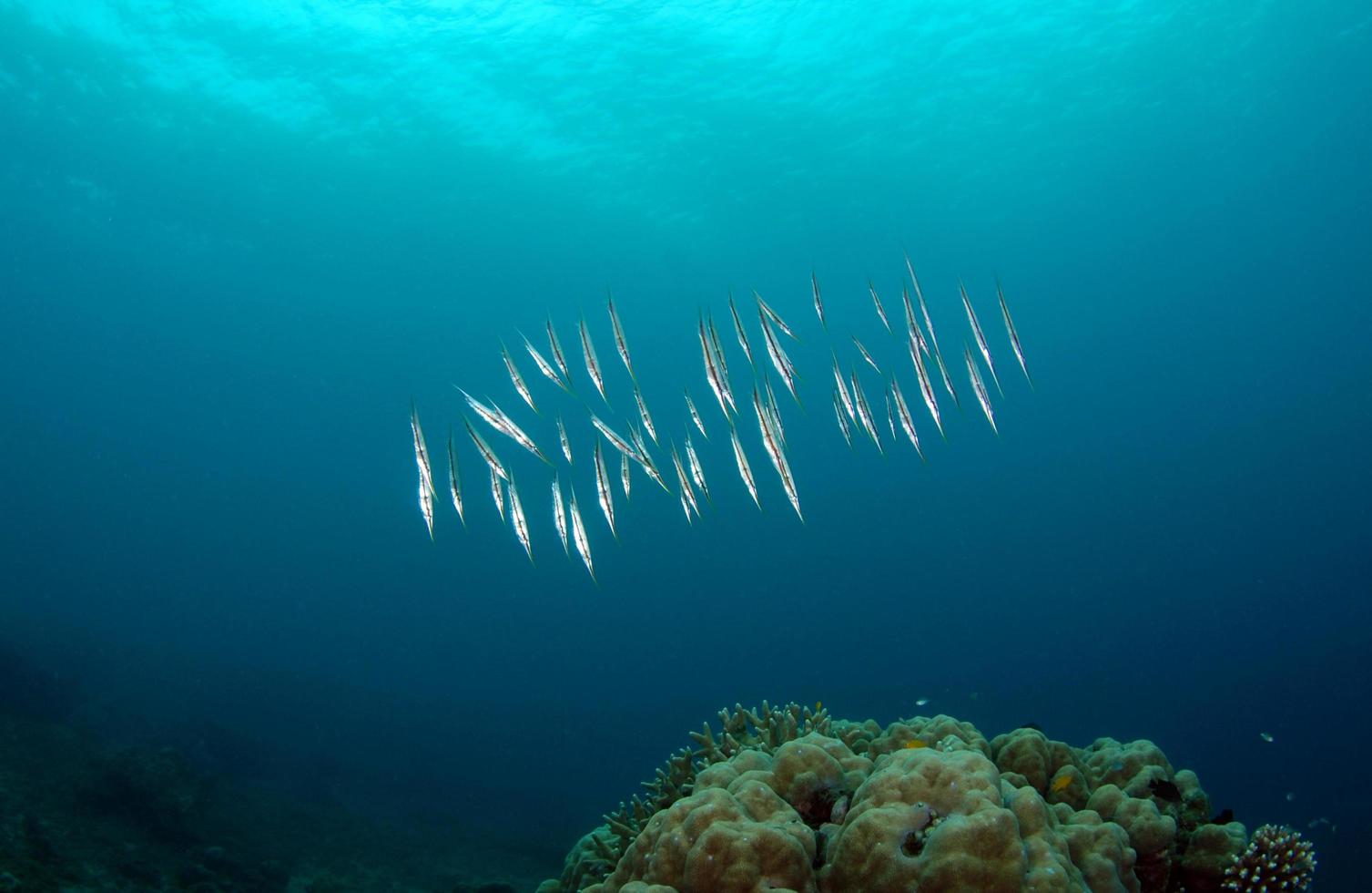 un branco di pesci rasoio vicino a una barriera corallina foto