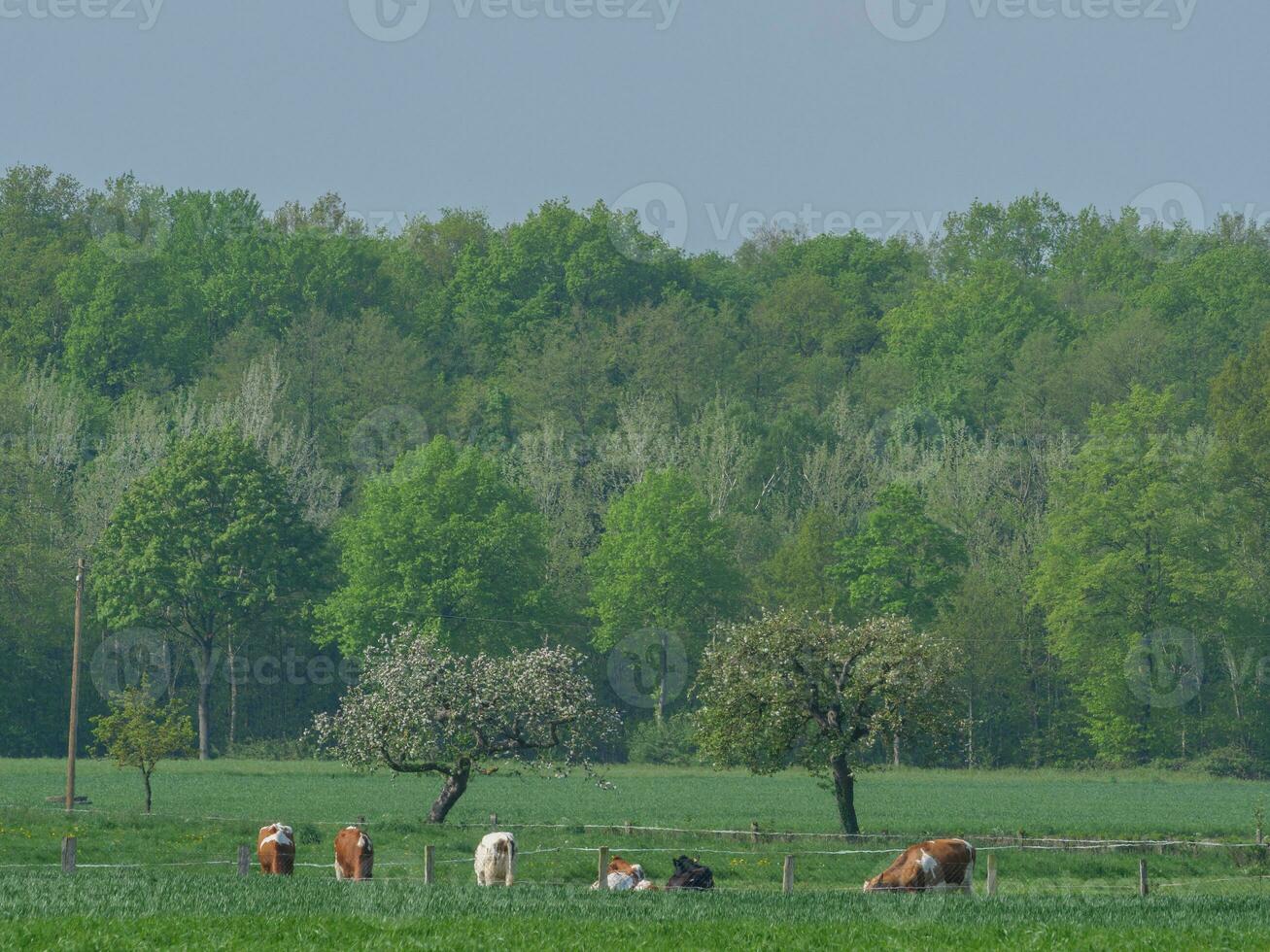 mucche su un' campo nel westfalia foto