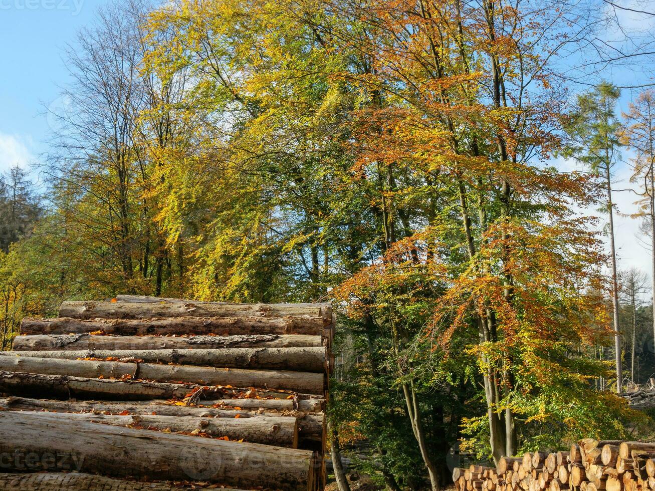 il teutoburgo foresta nel Germania foto