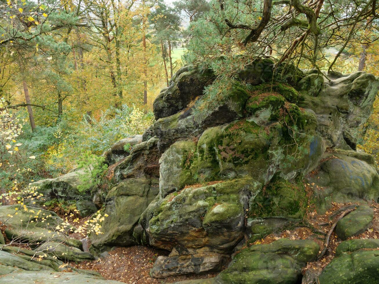il teutoburgo foresta nel Germania foto