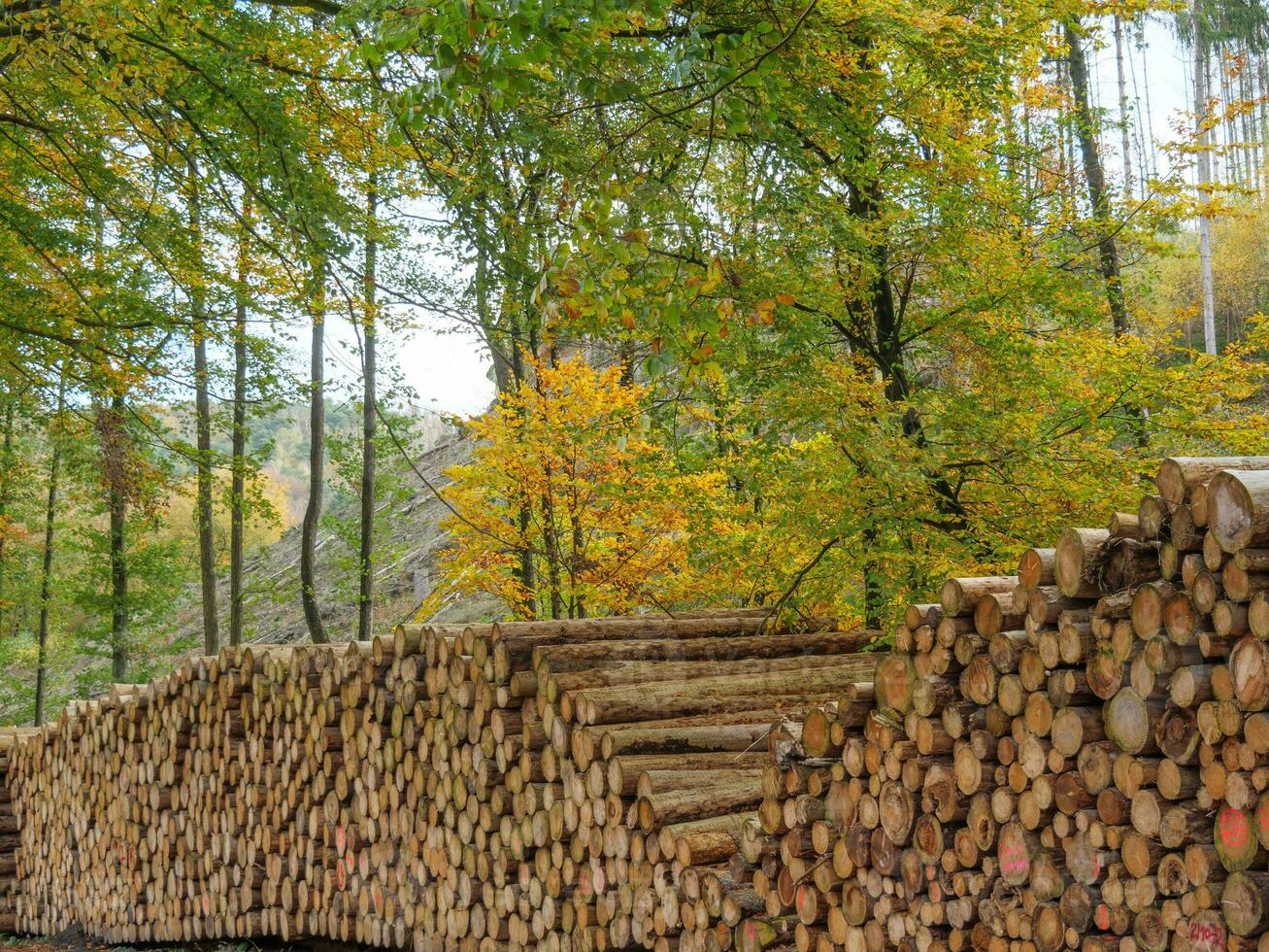 il teutoburgo foresta nel Germania foto