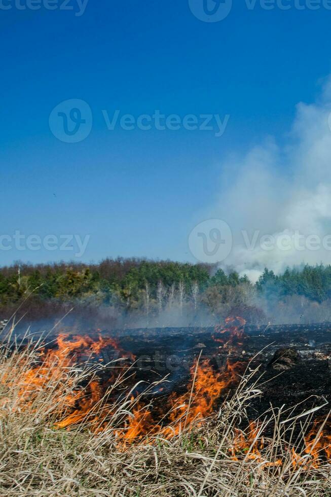 ardente campo di asciutto erba e alberi su il sfondo di un' su larga scala foresta fuoco. di spessore Fumo contro il blu cielo. selvaggio fuoco dovuto per caldo ventoso tempo metereologico nel estate. pericoloso effetti di ardente erba nel il i campi nel il primavera e autunno. foto