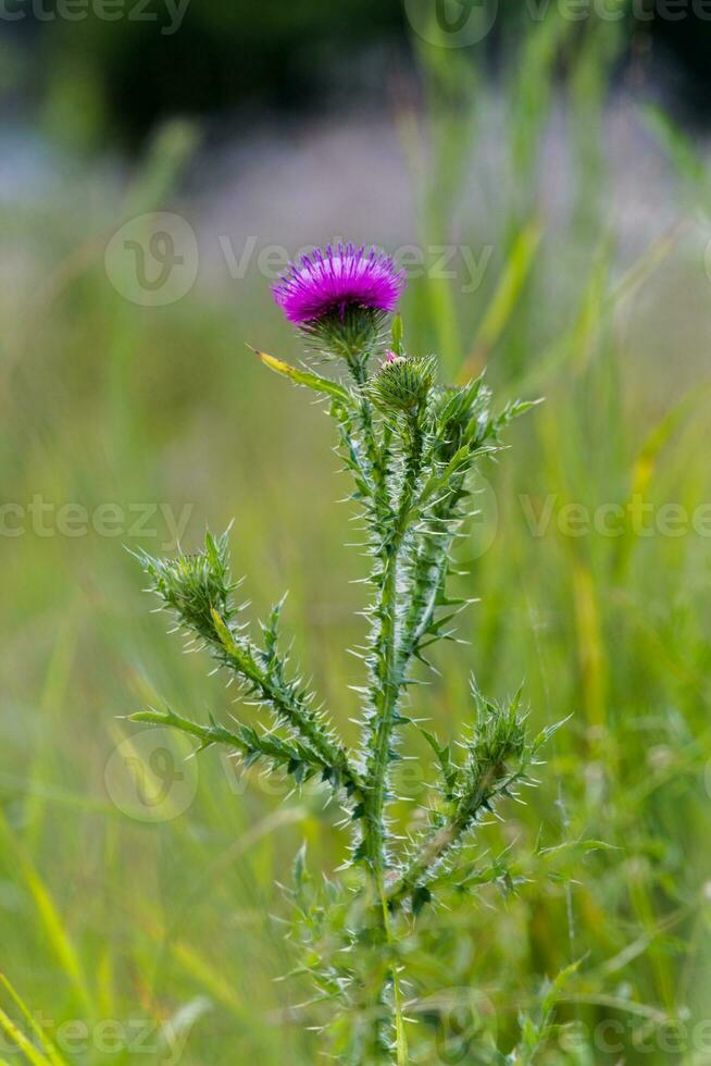 viola cardo con acuto spine su un' prato di verde erba. cardo fiore. miele impianti Ucraina. foto