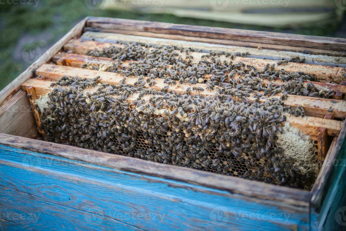 montatura di alveare. vicino su Visualizza di ha aperto alveare corpo mostrando montatura popolato di miele api. natura, insetti. apicoltura sfondo foto