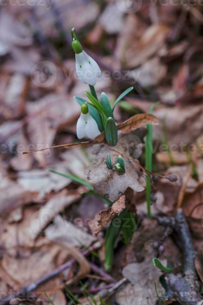 Galanto, bucaneve tre fiori contro il sfondo di alberi. foto