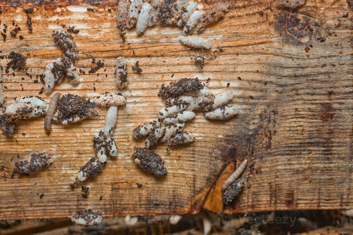cera falena larve su un infetto ape nido. copertina di il alveare è infetto con un' cera falena. il famiglia di api è malato con un' cera falena. terribile cera ape telaio mangiato di parassiti. foto
