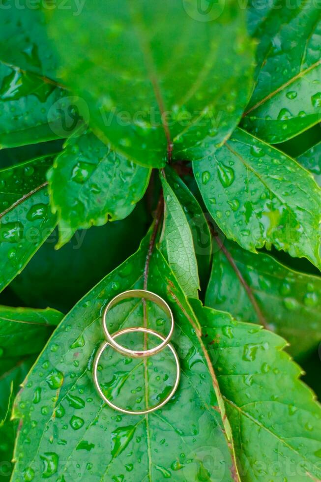 Due nozze anelli menzogna su le foglie di selvaggio uva. il verde backgr foto