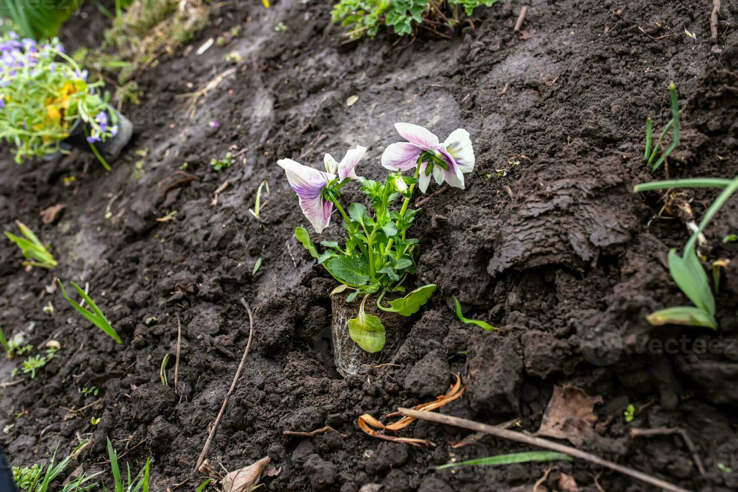 viole del pensiero durante trapianto per un' fiore letto foto