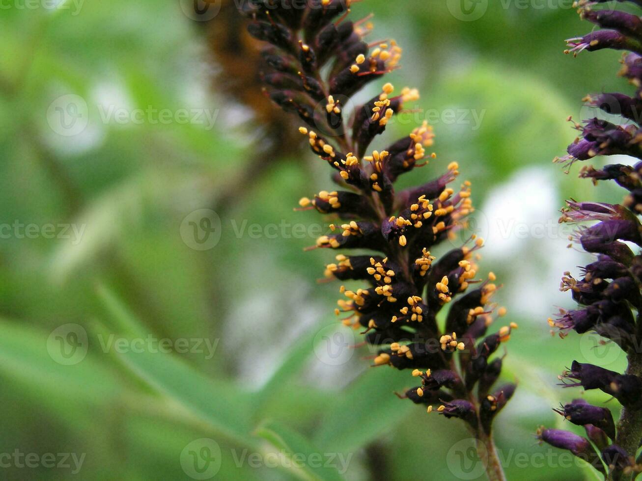 amorfa fruticosa o deserto falso indaco, falso cespuglio indaco foto