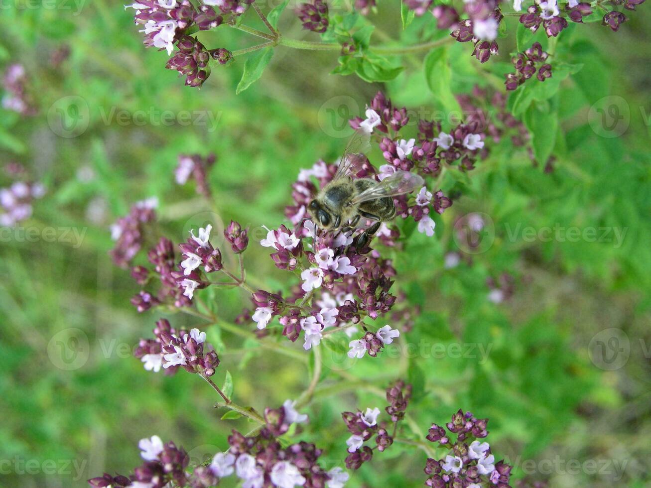 viola fiori di origano volgare, selvaggio Maggiorana avvicinamento. Comune origano in crescita nel prato. medicinale impianti di Europa nel luglio. miele pianta foto