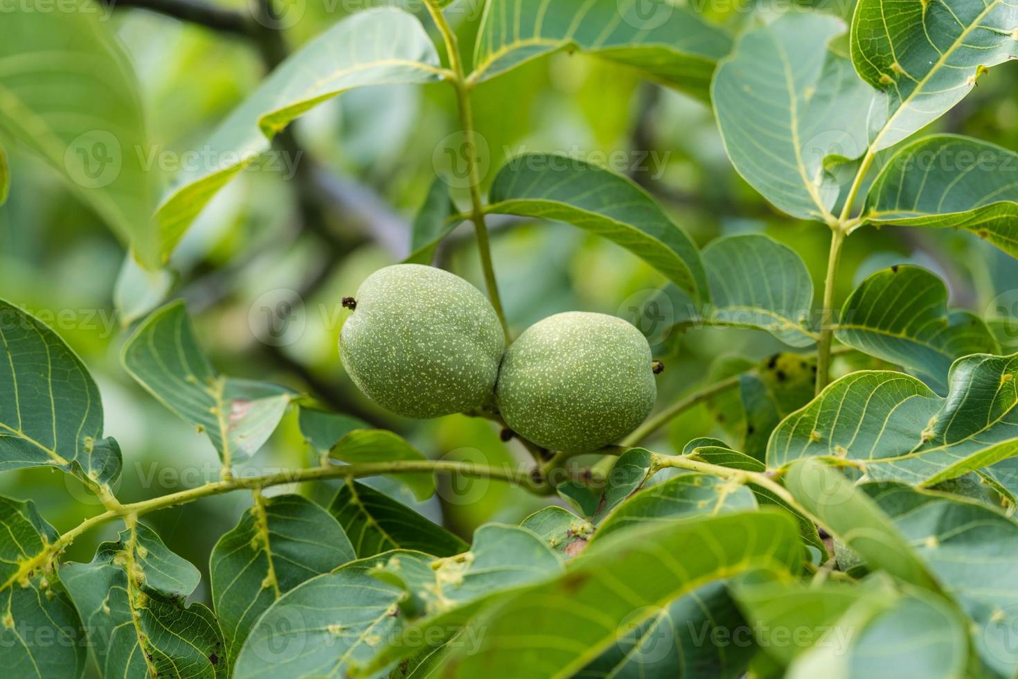 frutti di un albero di noce foto