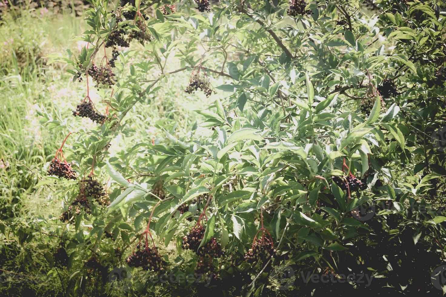 Sambucus nero di bacche di sambuco in un cespuglio di sambuco foto