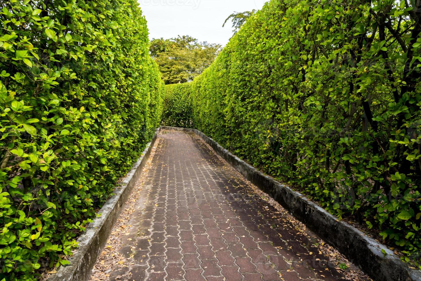 passerella di mattoni tra muri di alberi ad alto fusto foto