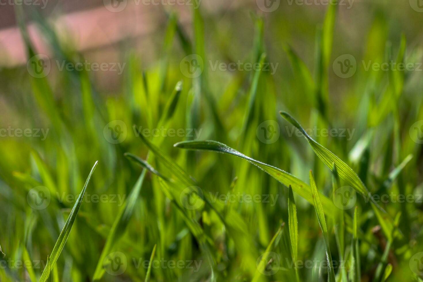 verde erba avvicinamento. naturale sfondo. il primo primavera erba su il prato. foto