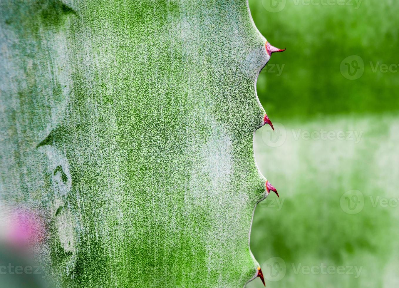 primo piano, spina e dettaglio della pianta succulenta sulle foglie della pianta dell'agave foto