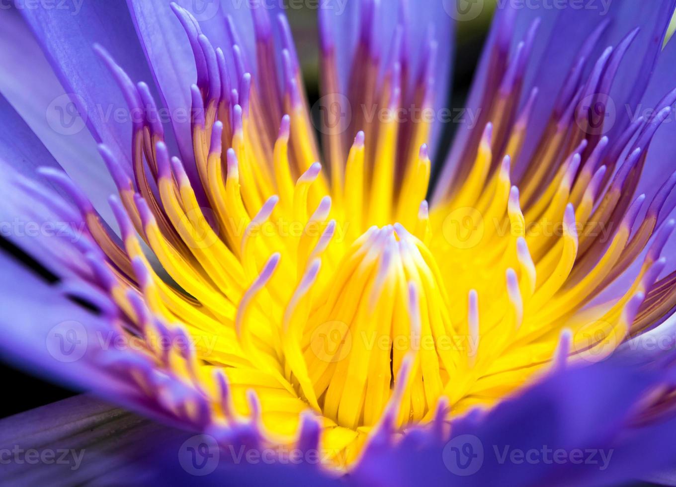 petalo azzurro e polline giallo di ninfea foto