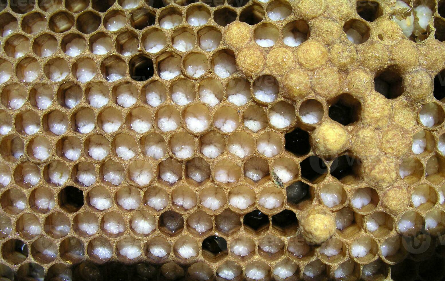 telaio con vermi. Aperto ape covata. non capped covata cellule di il miele ape api mellifera foto
