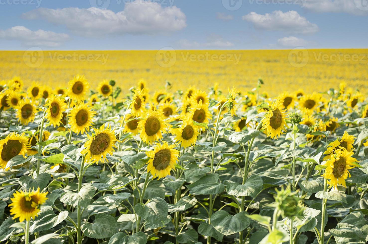 bellissimi girasoli nel campo, sfondo naturale. foto