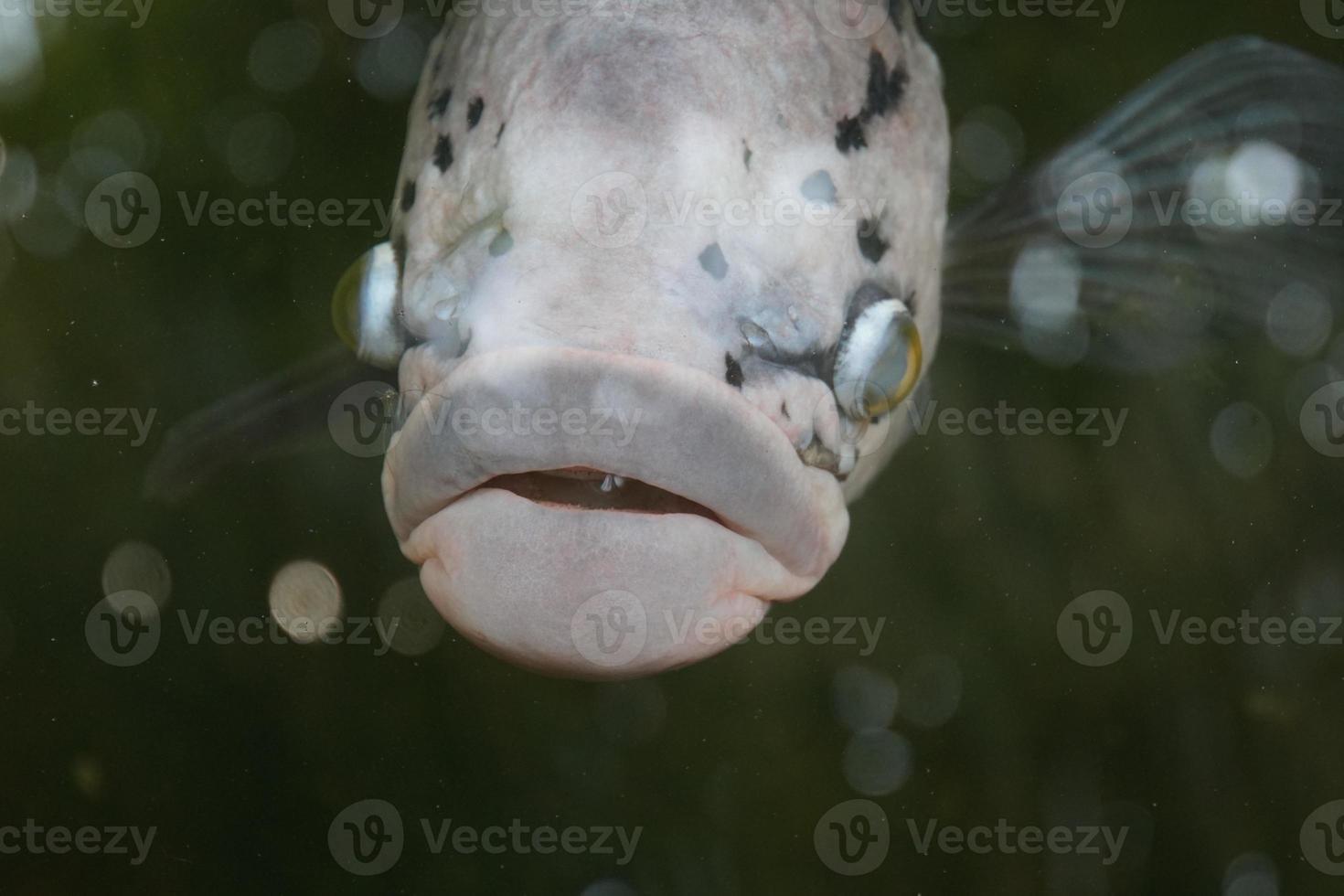 pesce orecchio di elefante foto