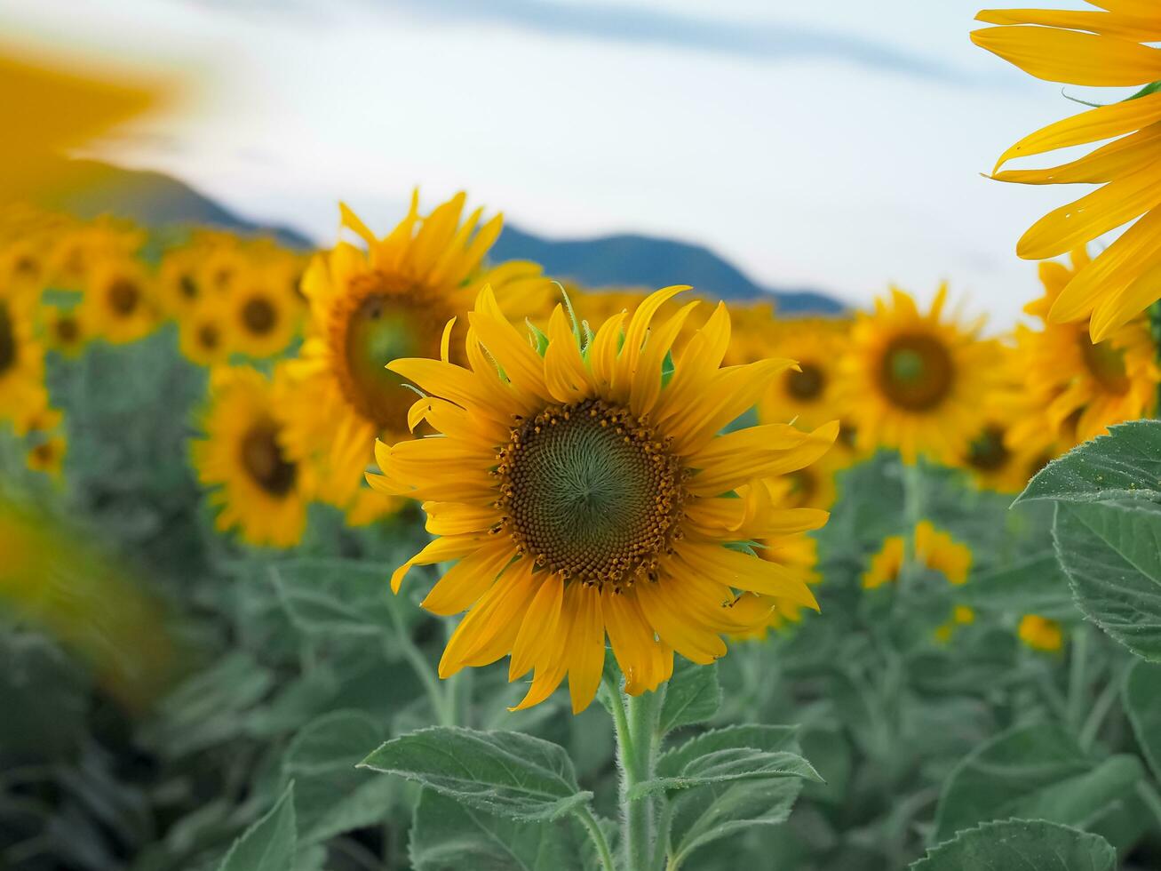 vicino su girasole nel il girasole archiviato foto