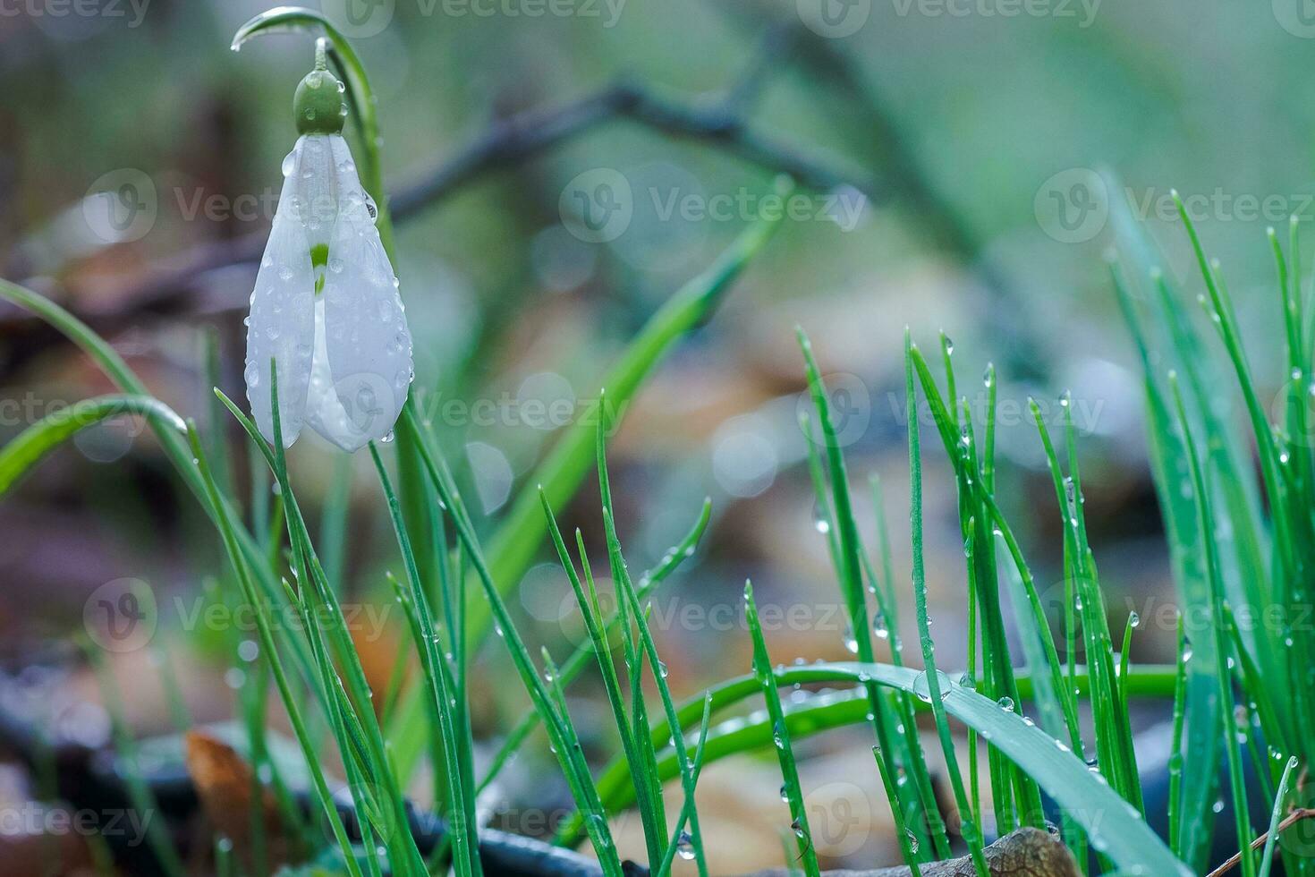 Galanto, bucaneve tre fiori contro il sfondo di alberi. foto