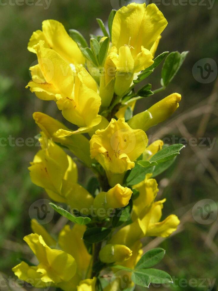 macro foto un' giallo fiore citiso ratisbonensis nel il mont