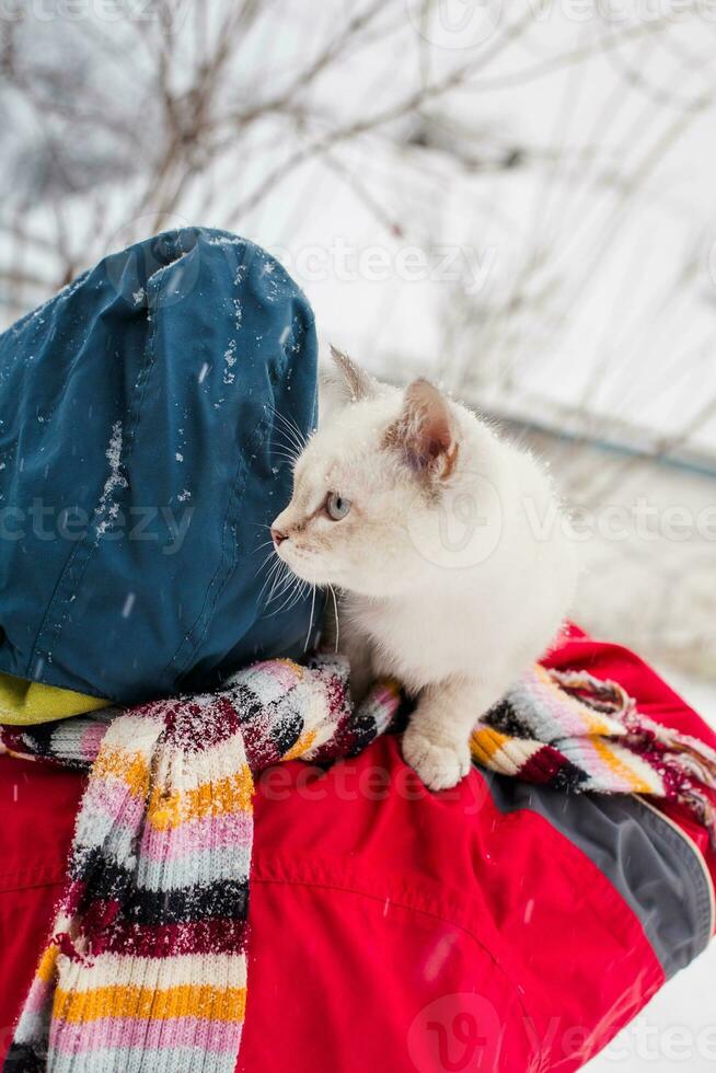 impaurito gattino nel il mani di il poco maestro all'aperto nel inverno foto