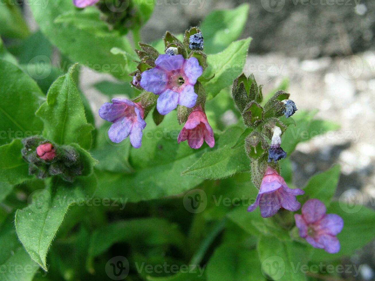 viola fiori lungwort nel il primavera. fiori lungwort piace foto