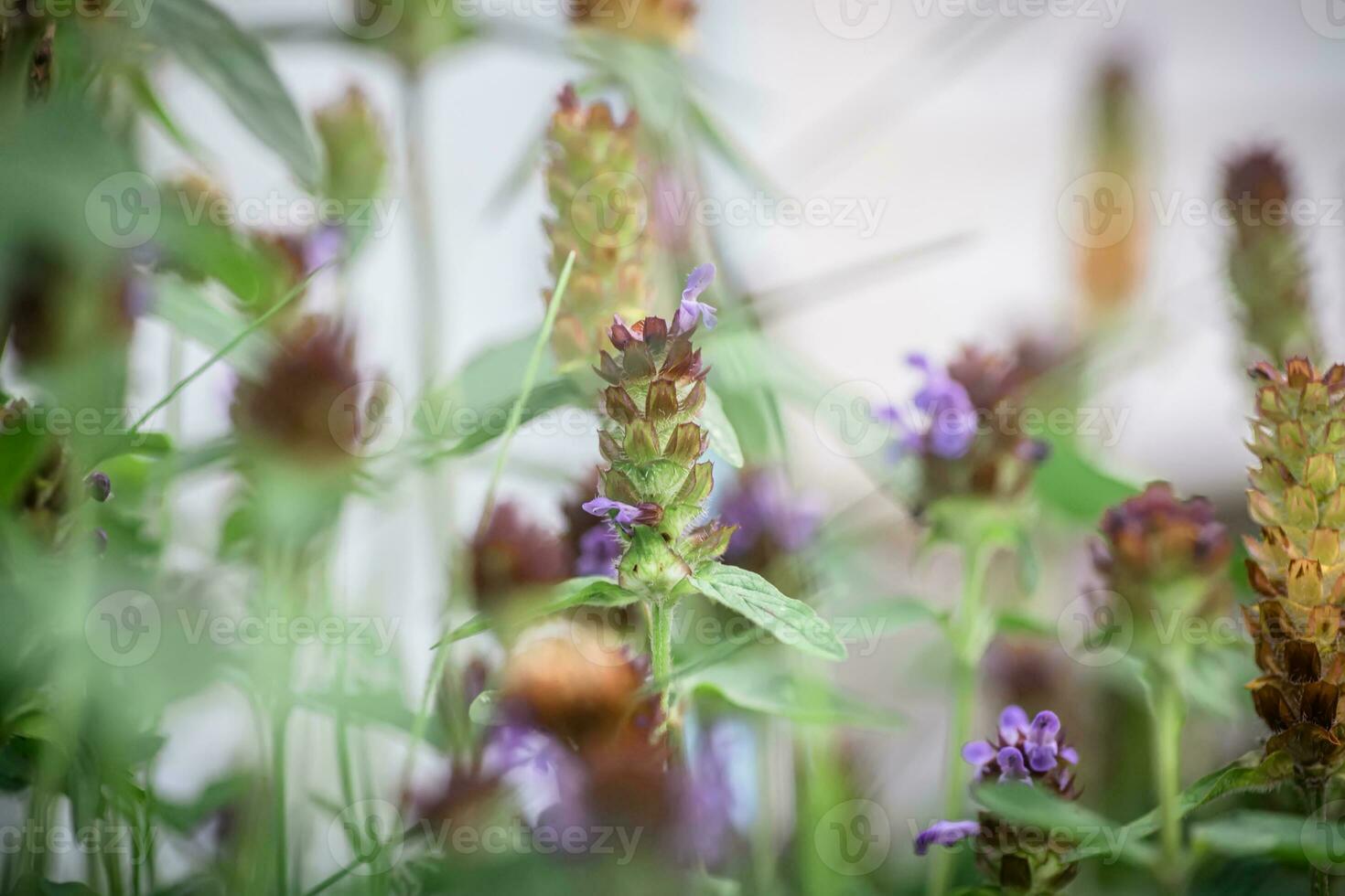 prunella volgare, autoguarigione, guarisci tutto, erba ferita, cuore della terra, del falegname erba, brownwort e blu riccioli viola fiore in crescita su il campo. miele e medicinale impianti nel Europa. droga impianti foto