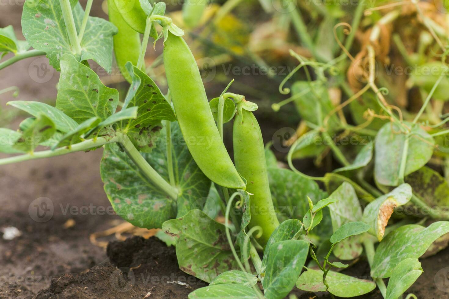 pisum sativum, pisello, giardino piselli nel il giardino. giovane pisello germogli. pisello baccello su cespuglio avvicinamento. vegetariano cibo. foto