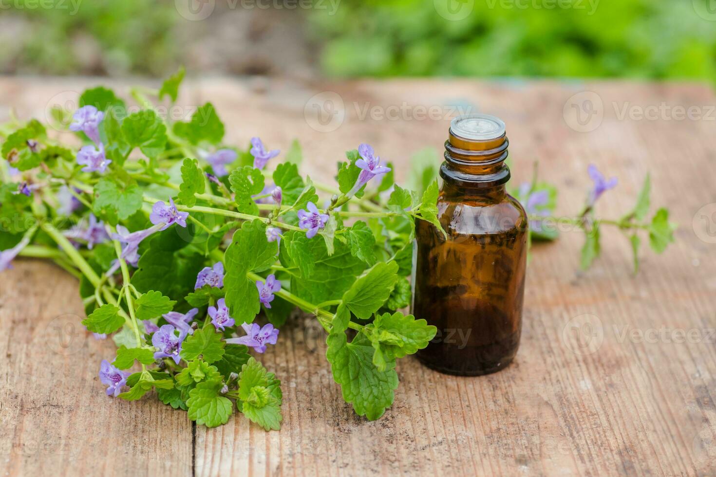 farmaceutico bottiglia di medicina a partire dal glecoma ederacea, nepeta ederacea, edera terrestre, piede di gatto, campo balsamo, e pettirosso in fuga, strisciante jenny Il prossimo per un' mazzo su verde sfondo. preparazione di medicinale impianti. pronto pozione di erba. etnoscienza. foto